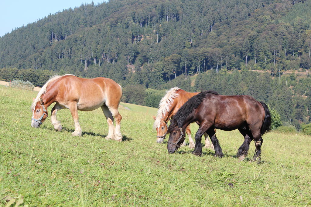 Ferienwohnung Emde Willingen  Luaran gambar